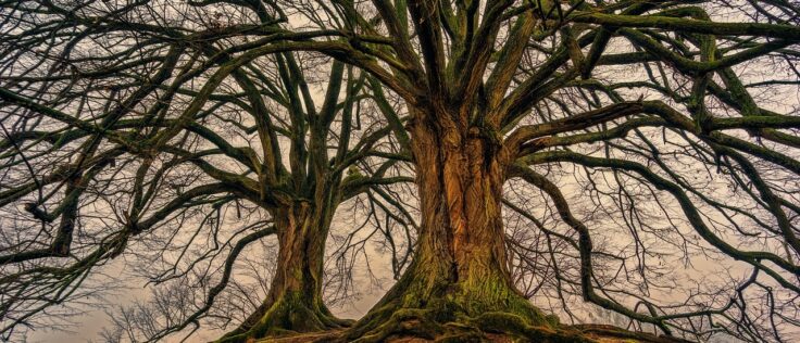 Tree Data Structure